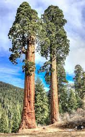 Majestic Sequoia Tree Seeds For Planting