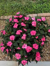Pink Kohleria Seeds for Planting - Vibrant Flower Collection