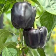 Chocolate Pepper Seeds for Easy Planting