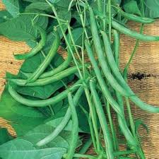 Green Lake Bean Planting Seeds