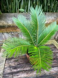Cycas Plant Seeds - Dark Green: Your Complete Planting Guide
