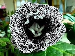 Black White Gloxinia Flower seeds for Planting - Hardy Variety, Heirloom & GMO Free Seeds for Home Garden