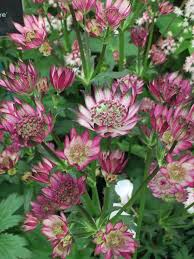 Astrantia Masterwort Purple Planting Seeds