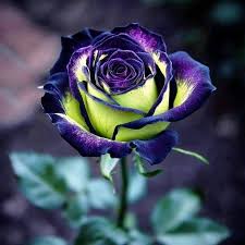 Dark Violet Green Rose Flower Seeds for Planting Garden Favorite Heirloom & GMO Free Seeds for Home Garden
 
 Sale