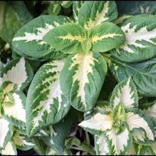 Yellow Green Coleus Flower seeds for Planting - Colorful Display, Heirloom & GMO Free Seeds for Home Garden Sale
