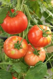Zac Tomato Vegetable Seeds Planting