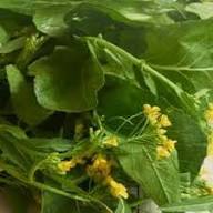 Chinese Mustard Seeds for Planting