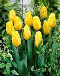 Yellow Tulip Flower Seeds for Planting – Heirloom NonGMO Organic Garden Seeds – Compact Growth High Germination
 
 Sale