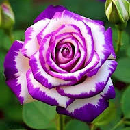 White Purple Away Rose Flower Seeds for Planting Compact Growth Heirloom & GMO Free Seeds for Home Garden
 
 Sale