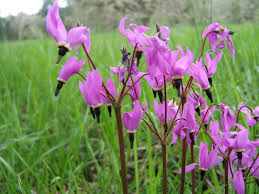 Lavender White Cyclamen Flower seeds for Planting - Wildflower Mix, Heirloom & GMO Free Seeds for Home Garden