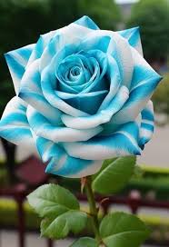 Mixed Rose Petals Rosa spp. Seeds for Planting flower bed vegetable patch