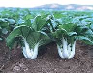 Blizzard Green White Choi Vegetable Seeds for Planting