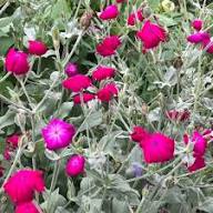Violet Lychnis Flower Seeds - Stunning Blooms for Your Garden