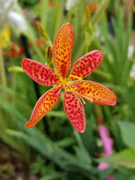 Red Leopard Flower Seeds for Planting - Brighten Your Garden