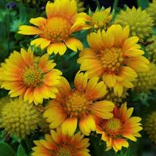 Yellow Gaillardia Aristata Flower Planting - Seeds for Vibrant Blossoms in Your Garden