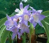 Purple Echte Amaryllis Seeds for Planting  Stunning Perennial Blooms