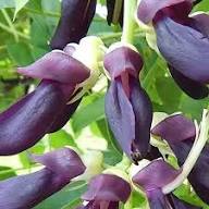 Velvet Bean Seeds for Planting - Grow Your Own Vegetables