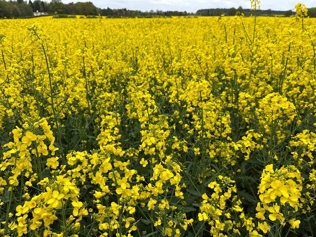 Yellow Rape Flower Seeds for Planting Brighten Your Garden Heirloom Non-GMO Seeds