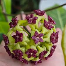 Green Purple Hoya Carnosa Flower Seeds for Planting Low Maintenance Heirloom & GMO Free Seeds for Home Garden
 
 Sale