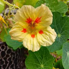 Light Yellow Nasturtium Flower seeds for Planting - Seasonal Bloomer, Heirloom & GMO Free Seeds for Home Garden