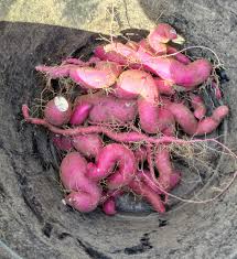Sweet Potato Seeds for Planting - Brown Vegetable Seeds for Planting, Premium Seeds | Heirloom Non-GMO - Evergrowseeds