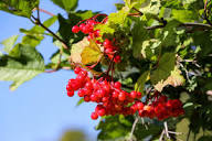 Red Sorbus Tree Seeds for a Vibrant Garden | Quality Tree Planting Seeds