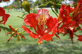 Delonix regia B6 Royal Poinciana - Flamboyant Flame Tree (Gulmohar)