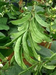 Green Lima Bean Seeds for Vegetable Planting
