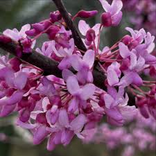 Violet Redbud Tree Seeds for Planting Collection