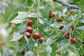 Red Jujube Fruit Seeds for Planting - Grow Your Own Sweet Jujube Trees