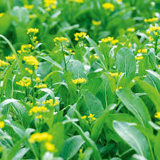 Green Yu Choy Sum Seeds for Planting - Premium Vegetable Seeds