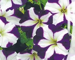 Violet White Petunia Petals Planting Seeds: Delightful Floral Addition for Your Landscape