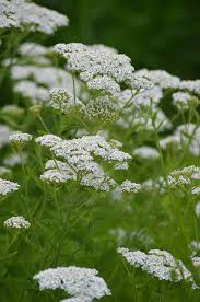 Yarrow Flower Garden Planting Essentials - Seeds for Thriving Landscapes