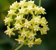 Green Carnosa Flower Seeds for Planting Low Maintenance Heirloom & GMO Free Seeds for Home Garden
 
 Sale