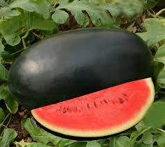 Black Watermelon Seeds for Planting - Grow Your Own Delicious Fruit
