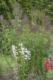 Verbena Rosa Spiers Seed for Plantings for Planting for Bright Pink Verbena Flowers Heirloom Non-GMO Seeds