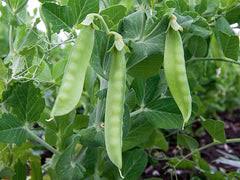 Oregon Sugar Pod Pea Seeds for Planting - Crisp and Sweet Edible Pods