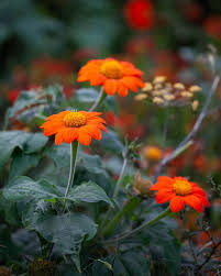 Orange Mexican Sunflower Planting Seeds - Bold Blooms