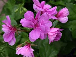 Violet Geranium Pelargonium Flower Seeds for Planting Vibrant Colors Heirloom & GMO Free Seeds for Home Garden
 
 Sale
