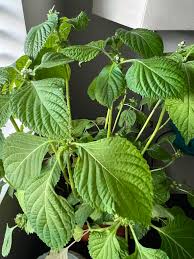 Perilla Seeds for Vegetable Garden Planting
