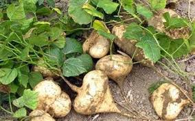 Jicama Vegetable Seeds for Planting
