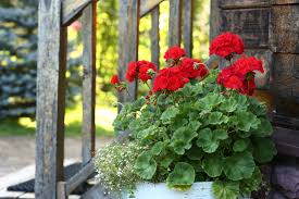 Fern Red Flower Planting Seeds  Vibrant Perennial Flowers for Your Garden - Evergrowseeds