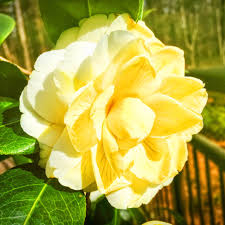 Light Green Camellia Flower Seeds for Planting Seasonal Bloomer Heirloom & GMO Free Seeds for Home Garden
 
 Sale