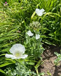 Somniferum Flower Seeds for Planting  Seeds for Lush and Elegant Blooms in Your Garden.