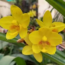 Yellow Phalaenopsis Orchid Plant Seeds for Planting