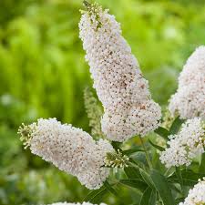 White Buddleia Flower Seeds for Planting Drought Tolerant Heirloom & GMO Free Seeds for Home Garden
 
 Sale