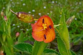 Utricularia Orange Flower Seeds - Easy Planting Guide