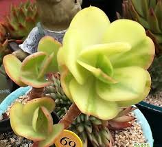 Green Echeveria Palida Flower seeds for Planting - Pollinator Friendly, Heirloom & GMO Free Seeds for Home Garden