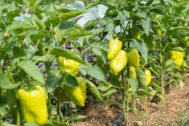 Ungarische Weisse Vegetable Seeds: Premium Quality for Your Garden