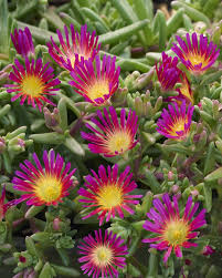 Fuchsia Cooperi Flower seeds for Planting - Pollinator Friendly, Heirloom & GMO Free Seeds for Home Garden